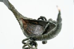 Foto von Bronzekahnfibel (NHMW-PRAE-025895)